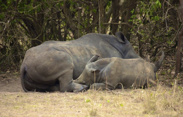 Wildlife Safari